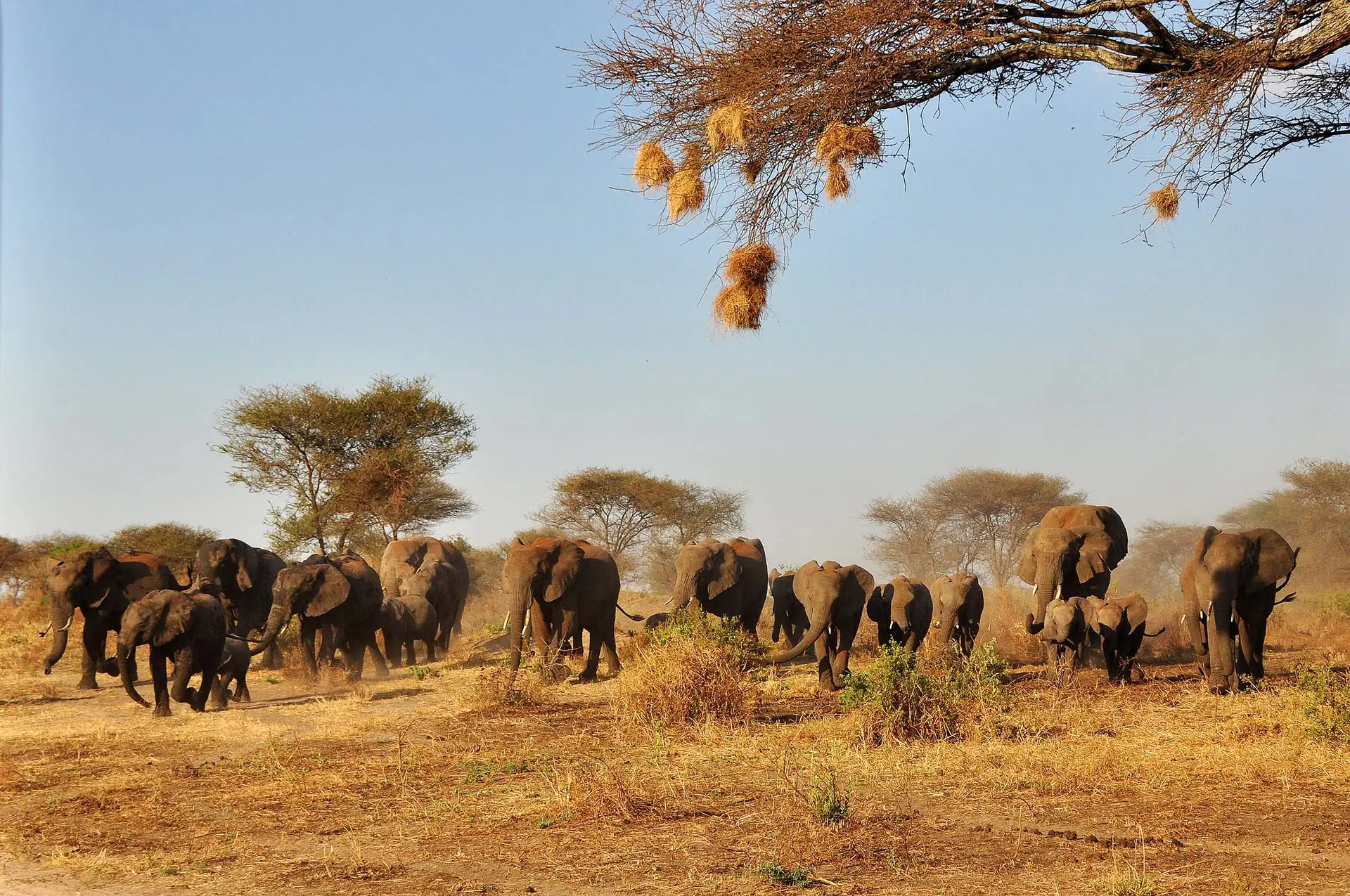 elephants-tarangire-jadore-safaris