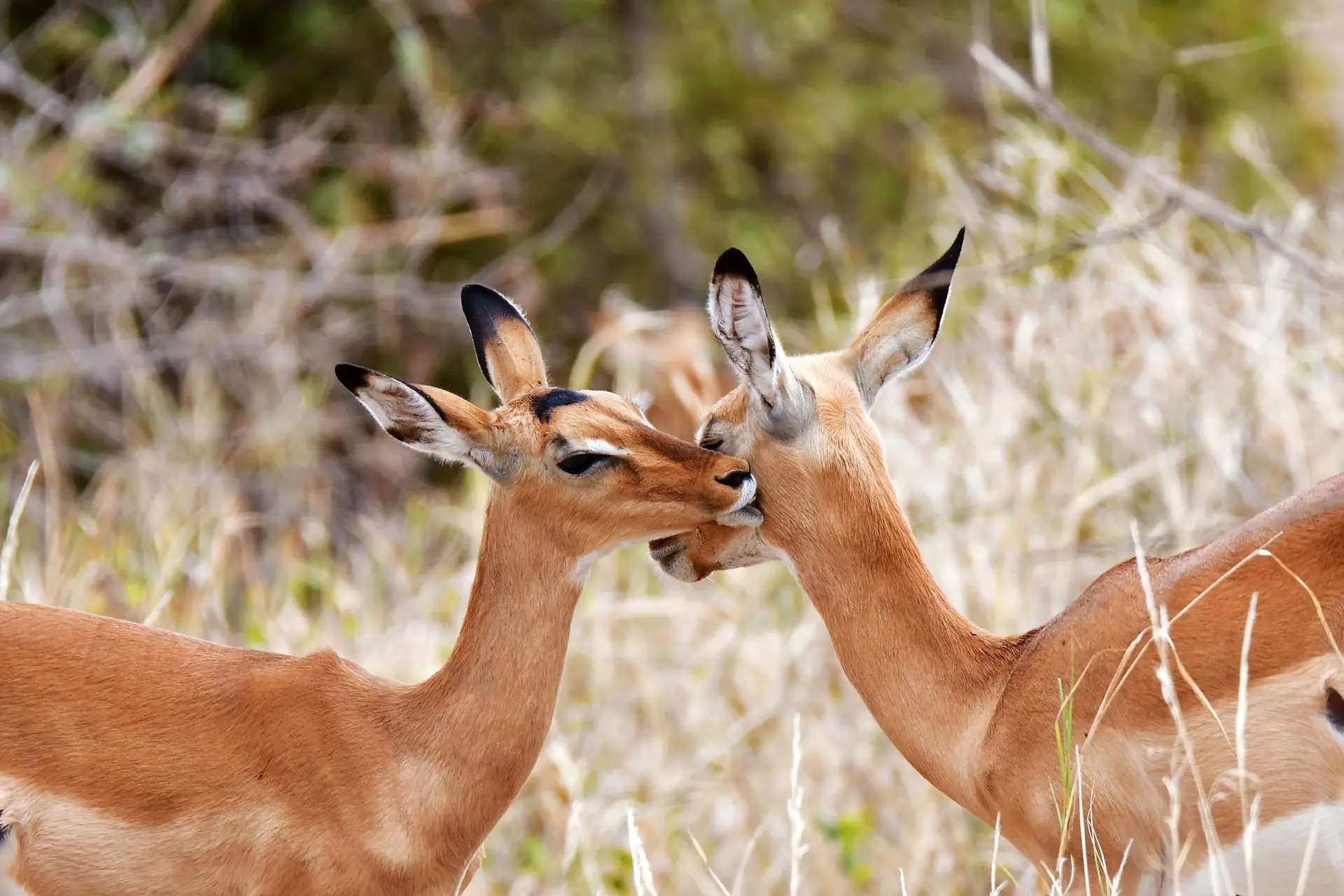 tarangire-tanzania-jadore-safaris