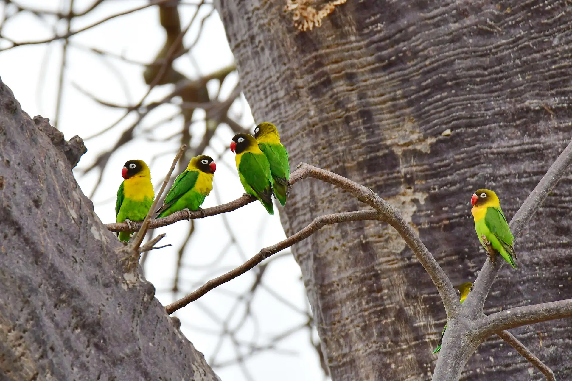 TARANGIRE NP love birds jeDSC_4791