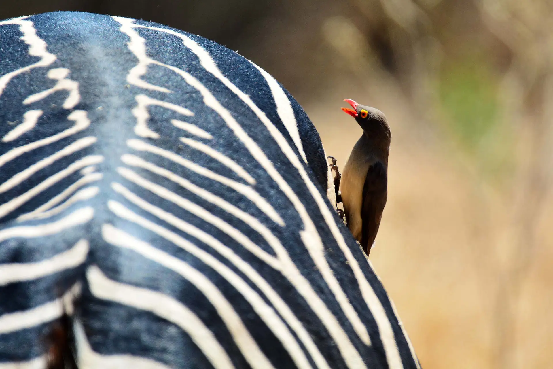 zebra-osspecker-tarangire-tanzania-jadore-safaris