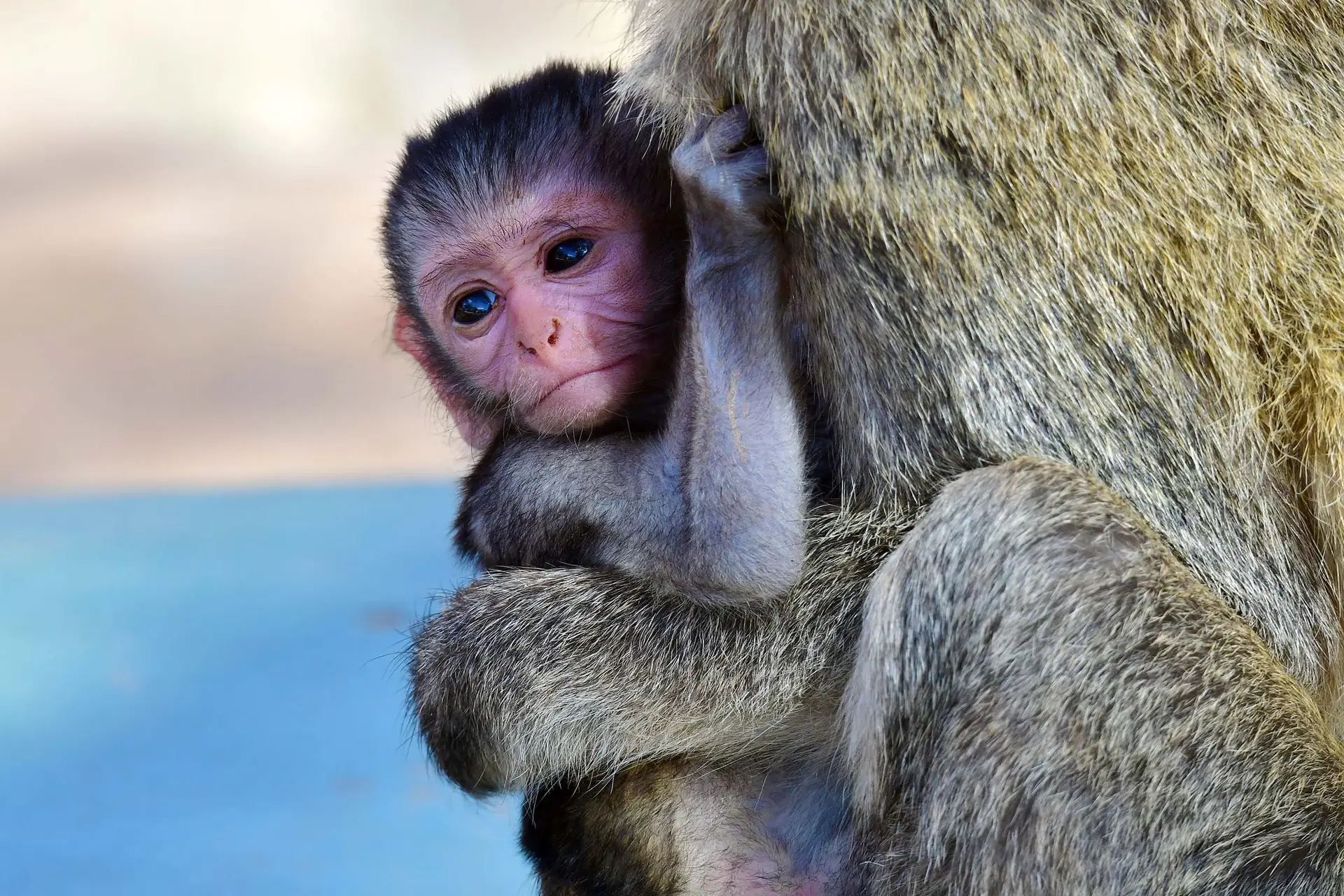 vervet-monkey-tarangire-tanzania-jadore-safaris