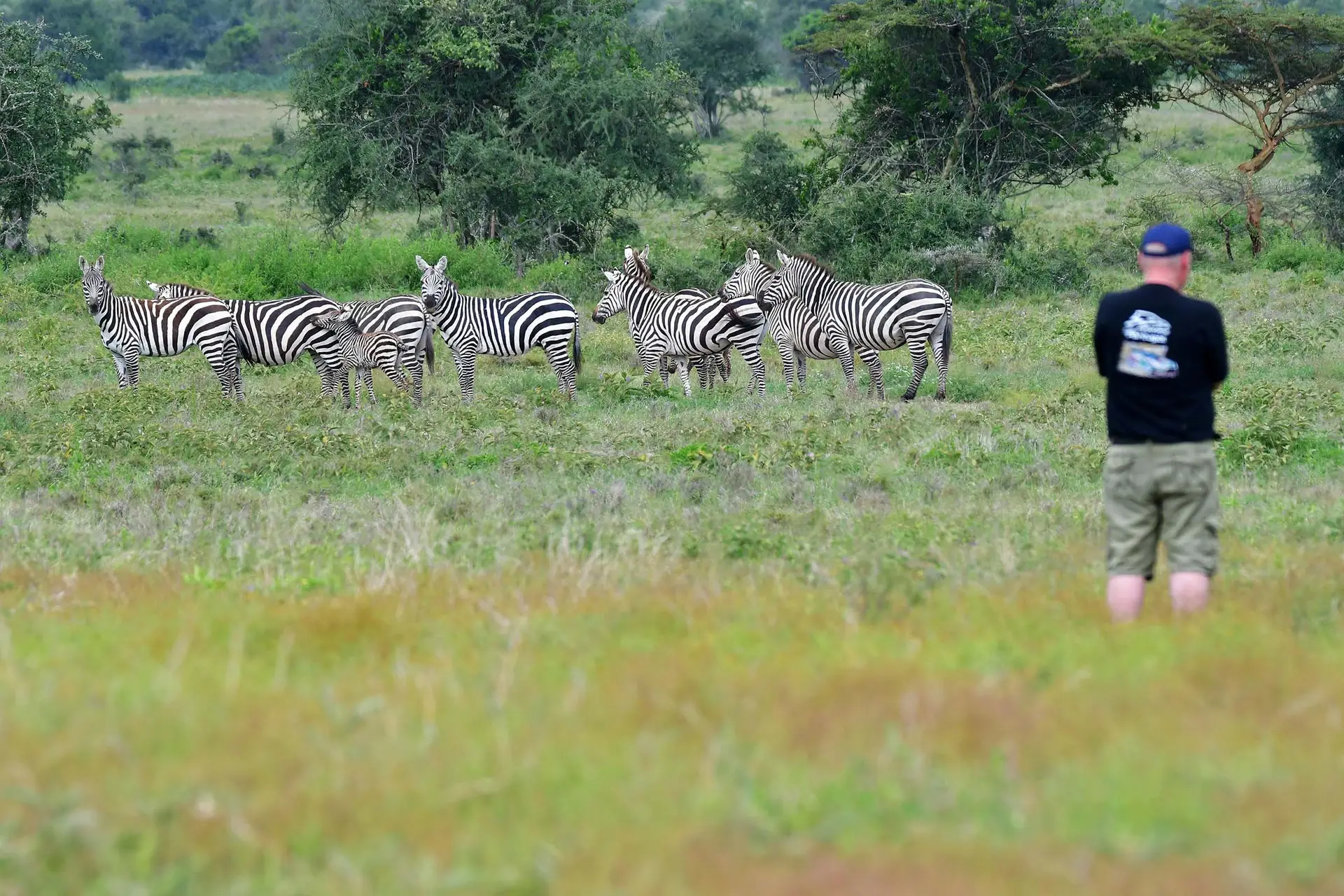 zebra-jadore-safaris-game-walk