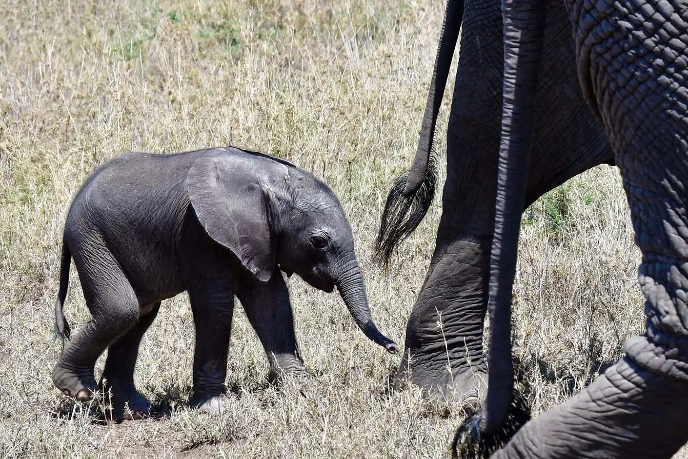 elephant-serengeti-tanzania-jadore-safaris