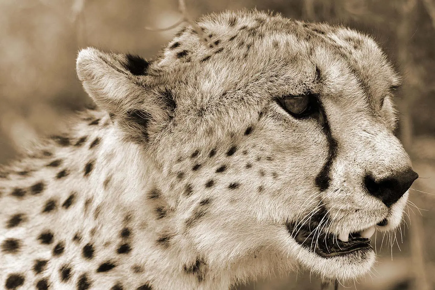 cheetah-serengeti-tanzania-jadore-safaris