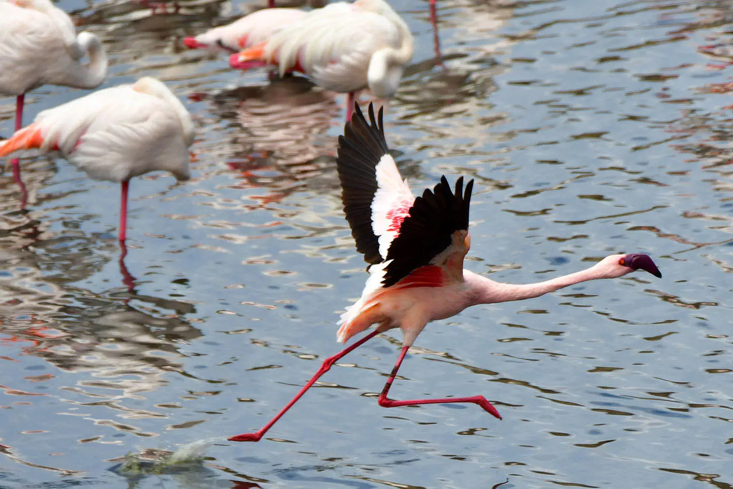 flamingo-momella-lakes-arusha-national-park-tanzania-jadore-safaris