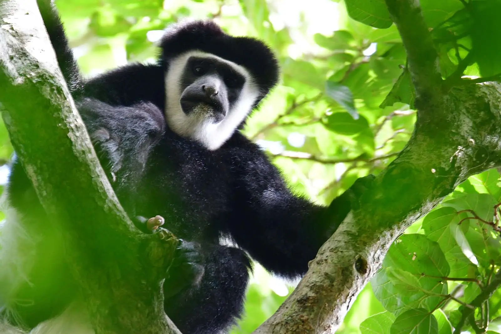 colobus-monkey-tanzania-jadore-safaris