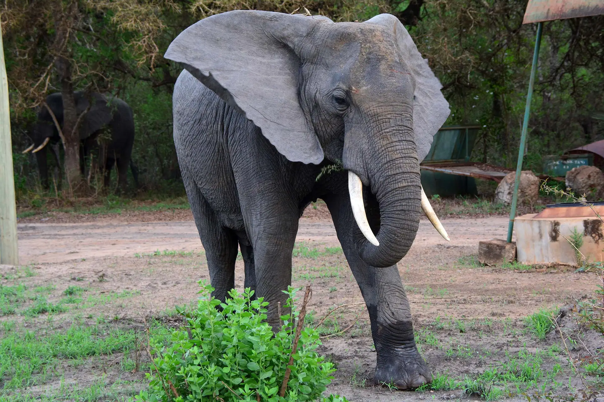 elephant-selous-tanzania-jadore-safaris