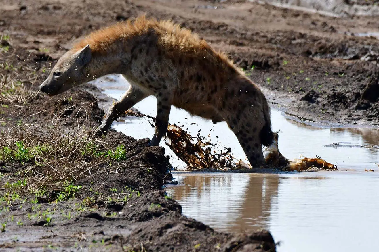 hyena-serengeti-tanzania-jadore-safaris