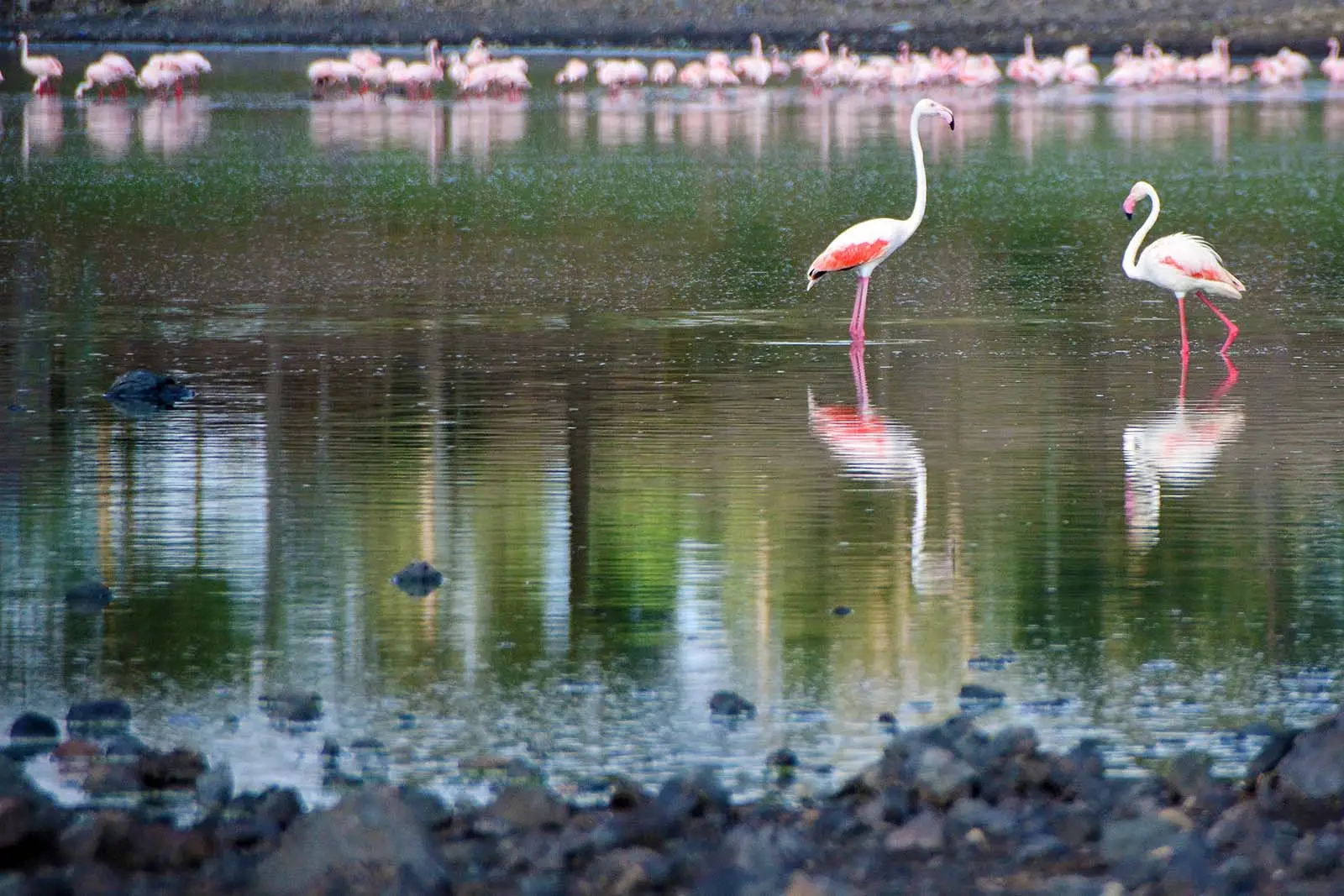 flamingo-tanzania-jadore-safaris