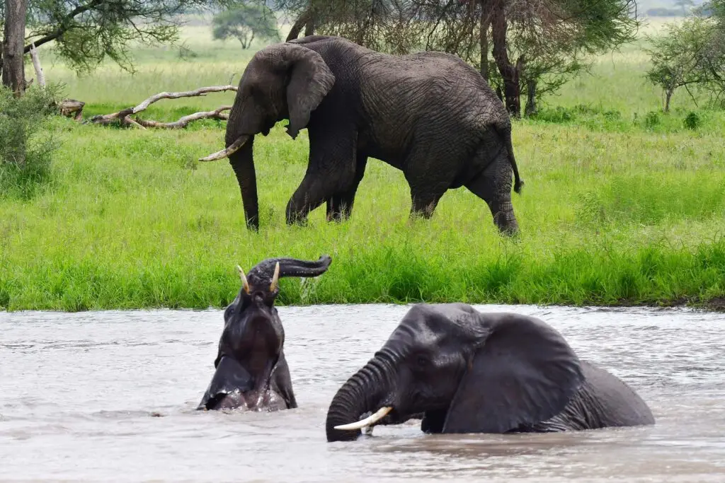 elephants-tarangire-tanzania-jadore-safaris