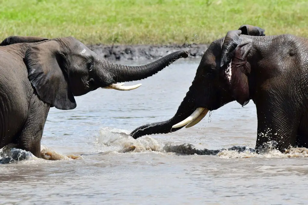 elephants-tarangrire-tanzania-jadore-safaris