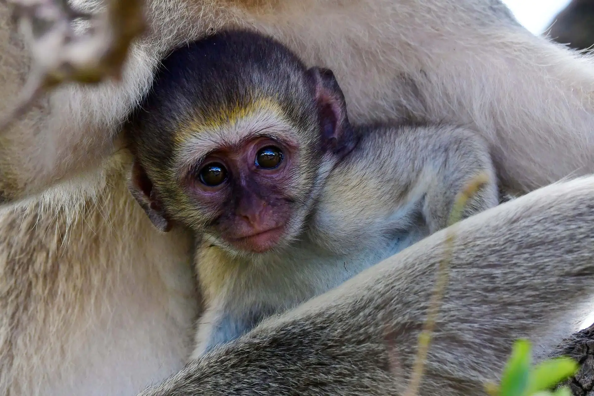 vervet-monkey-jadore-safaris-tarangire-tanzania