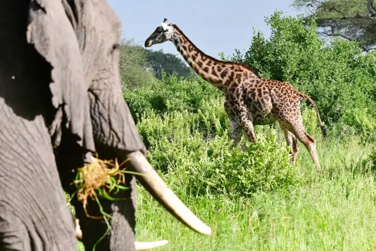 giraffe-tarangire-tanzania-jadore-safar