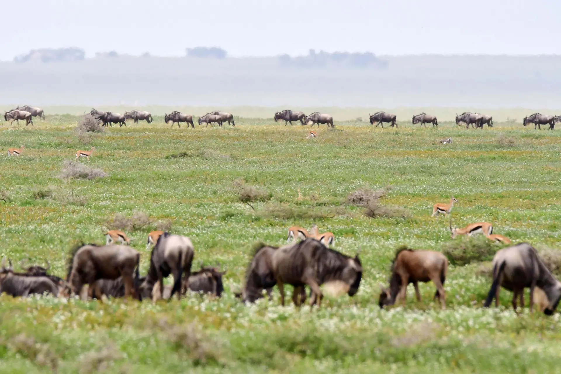 big-migration-serengeti-tanzania-jadore-safaris