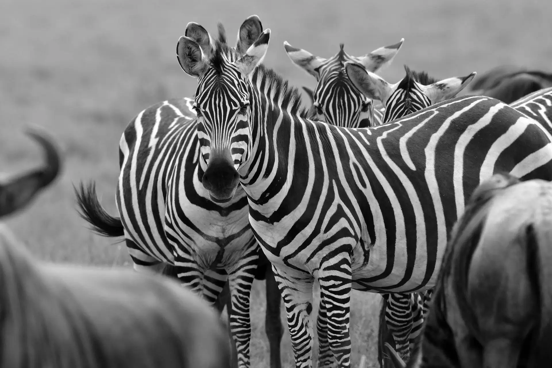 zebra-big-migration-serengeti-tanzania-jadore-safaris