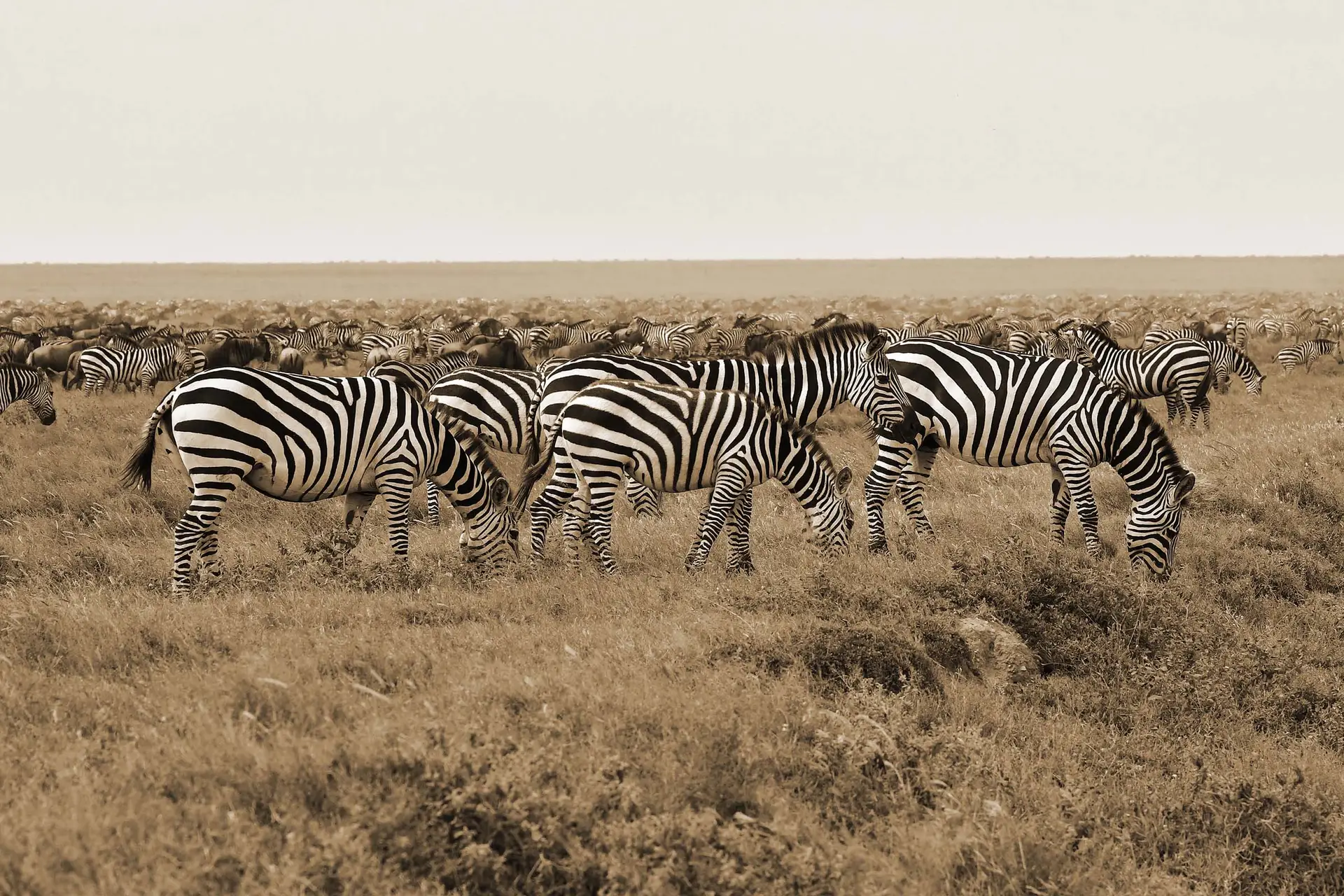 zebra-big-migration-serengeti-tanzania-jadore-safaris