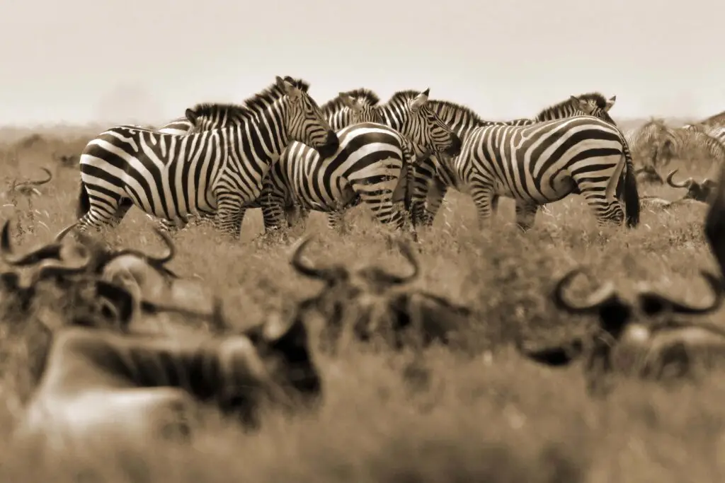 big-migration-serengeti-tanzania-jadore-safaris