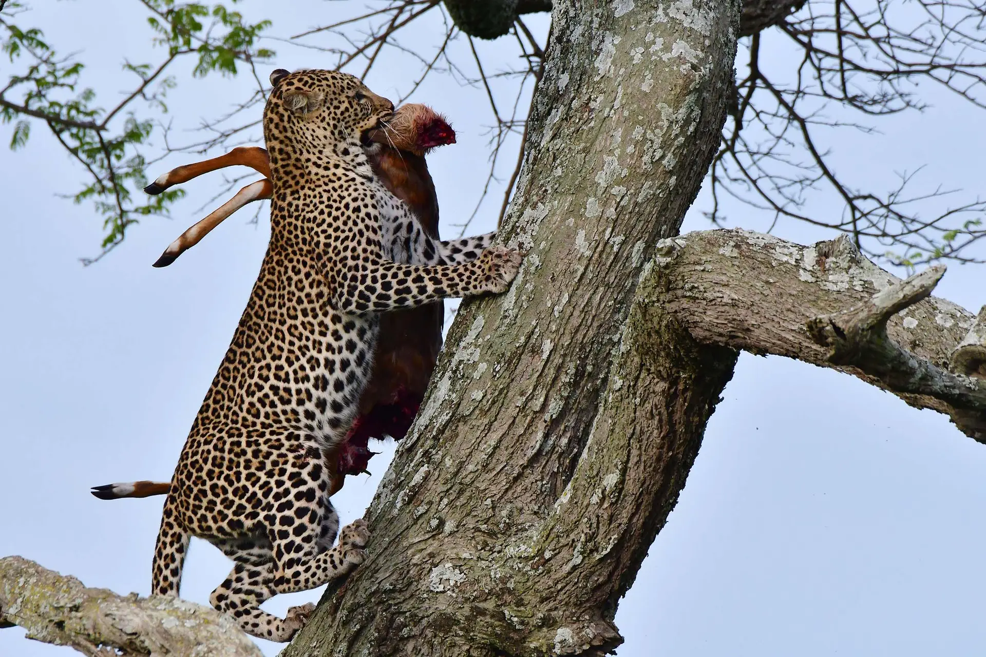 leopard-serengeti-tanzania-jadore-safaris