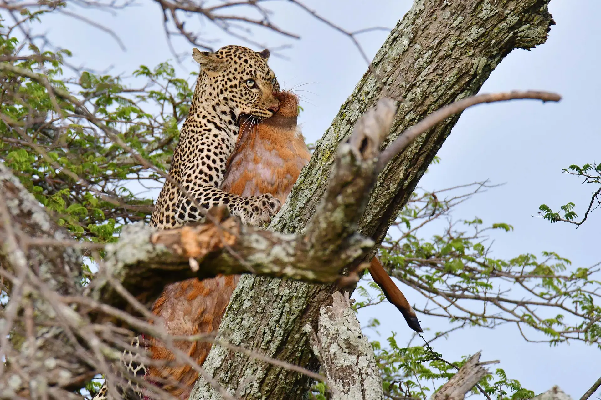 leopard-serengeti-tanzania-jadore-safaris