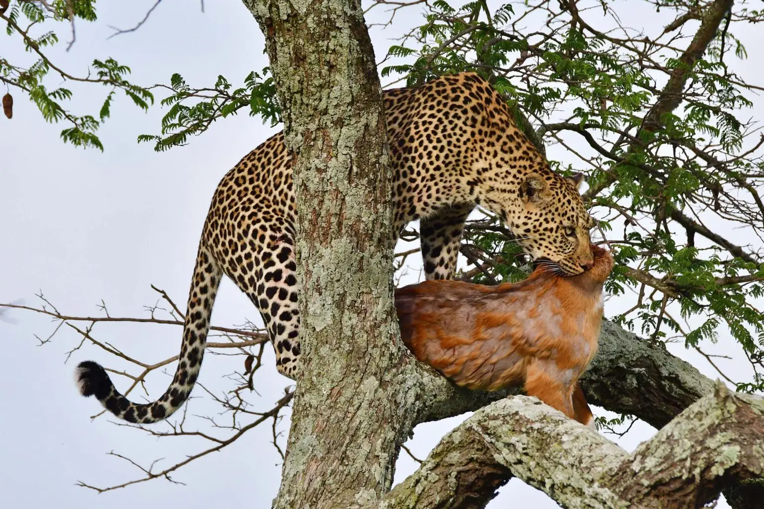 leopard-serengeti-tanzania-jadore-safaris