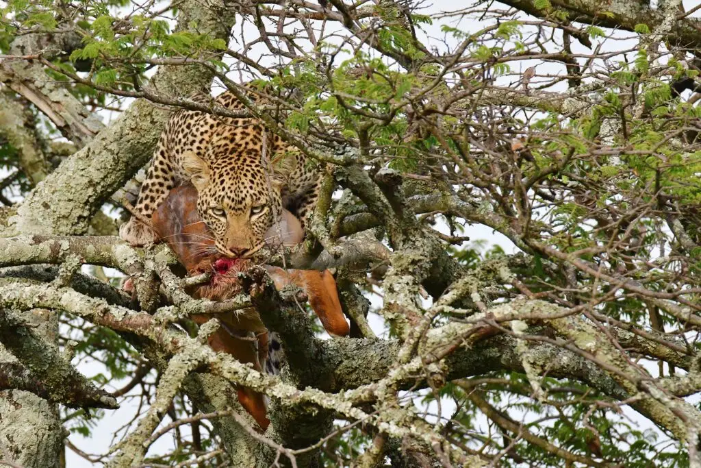 leopard-serengeti-tanzania-jadore-safaris