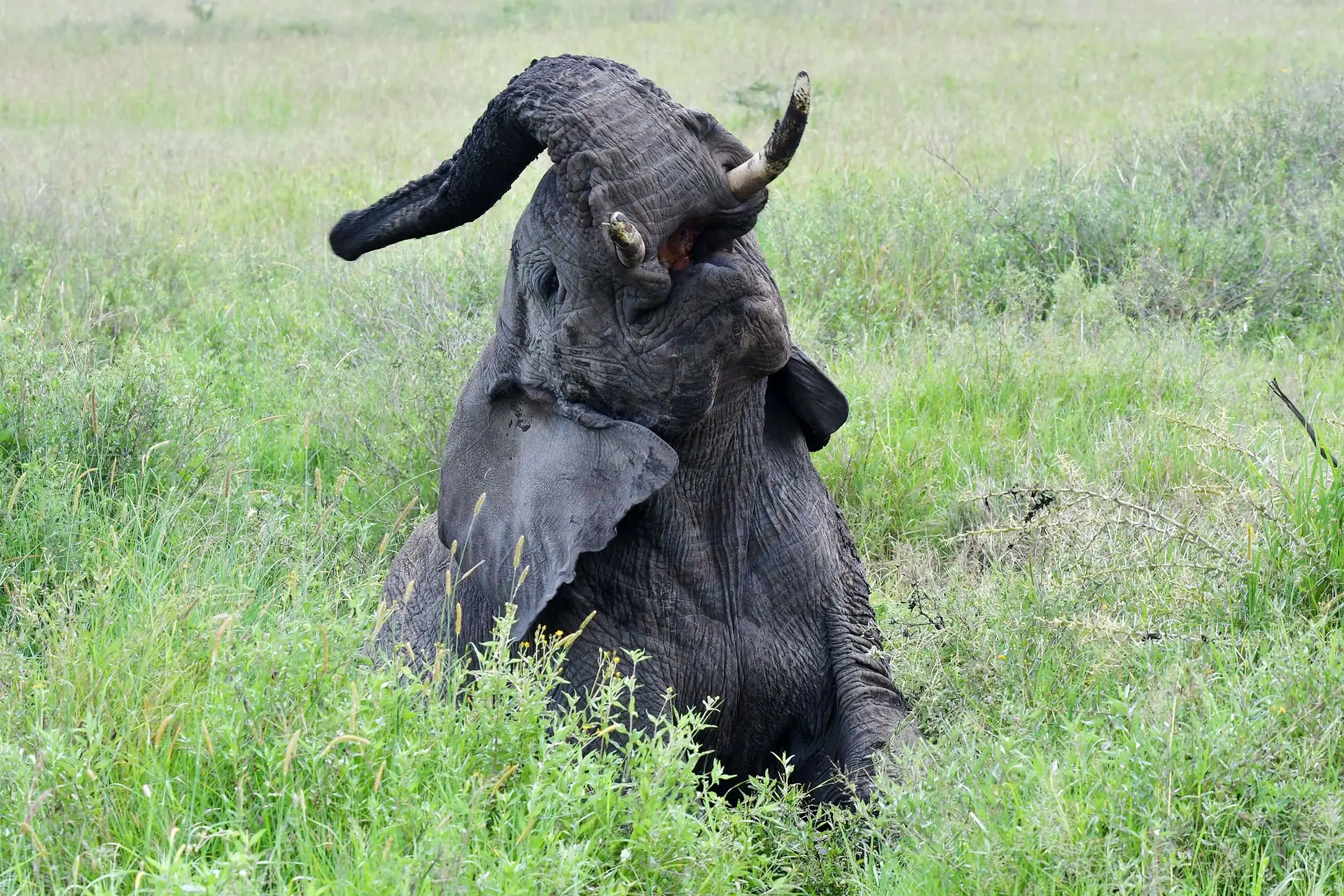 elephant-serengeti-tanzania-jadore-safaris