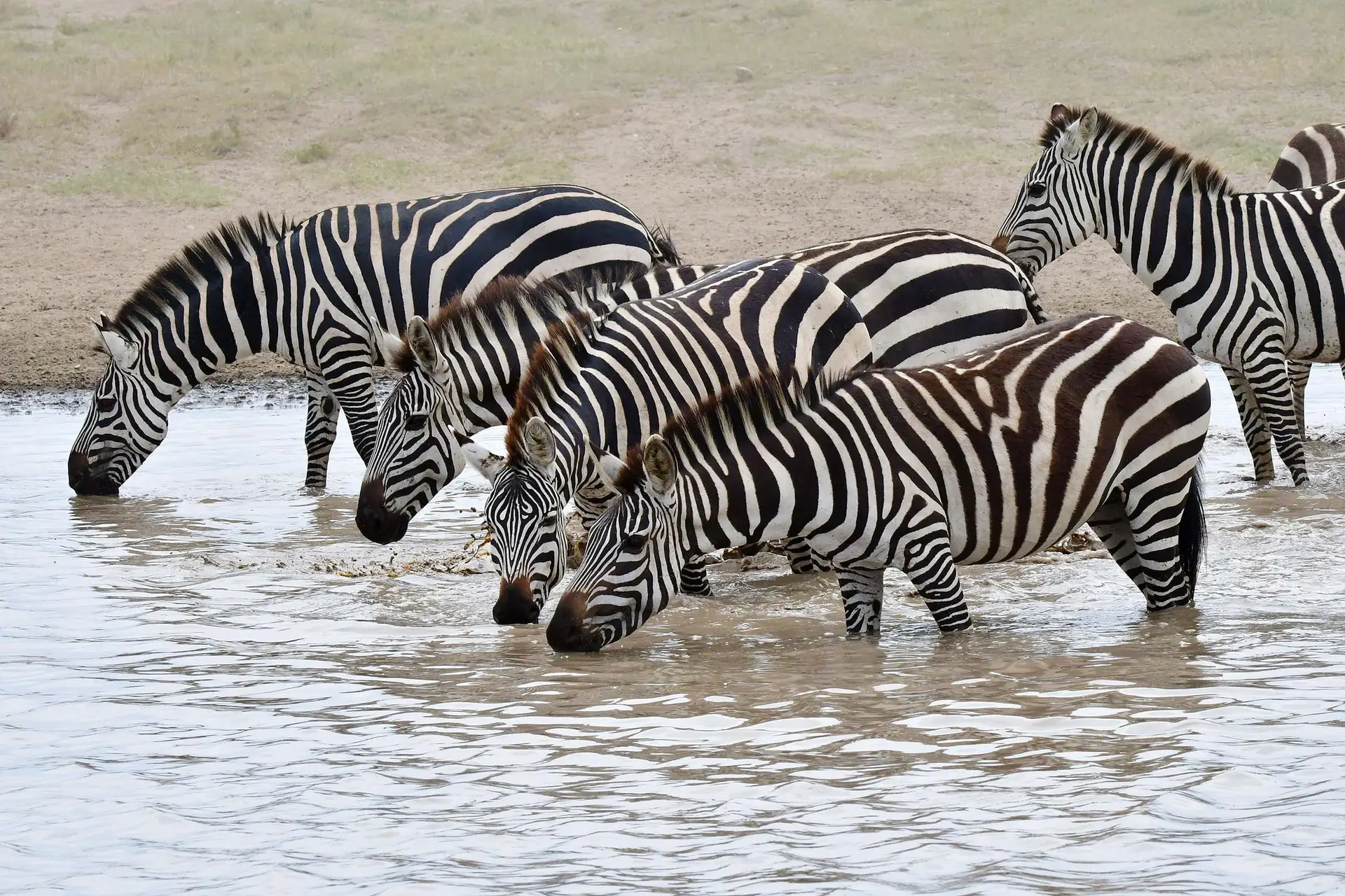 zebra-serengeti-tanzania-jadore-safaris