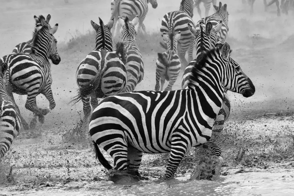 zebra-serengeti-tanzania-jadore-safaris