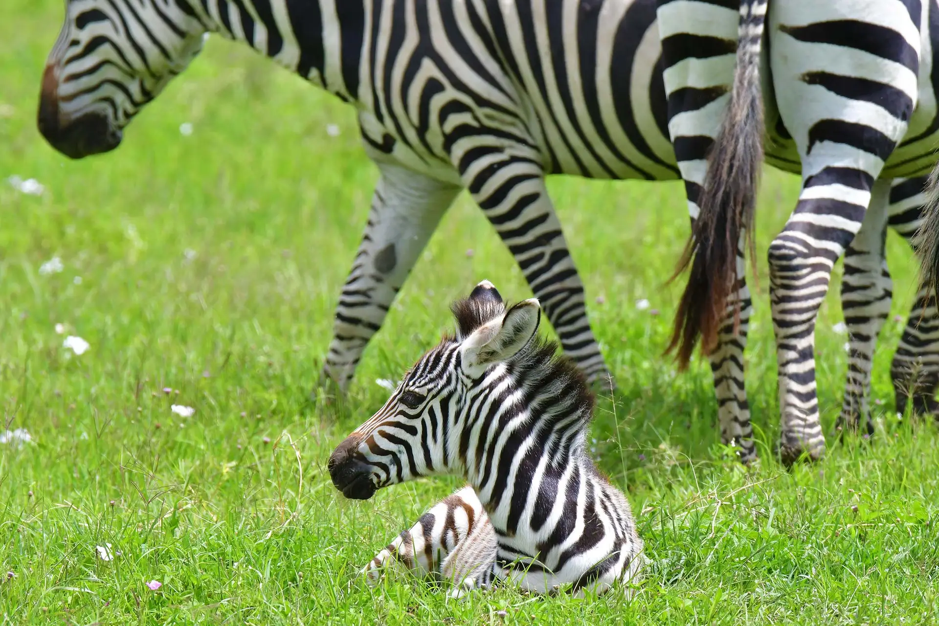 zebra-tanzania-jadore-safaris