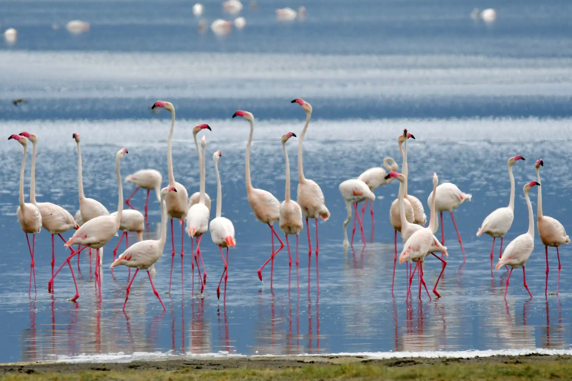 flamingo-tanzania-jadore-safaris