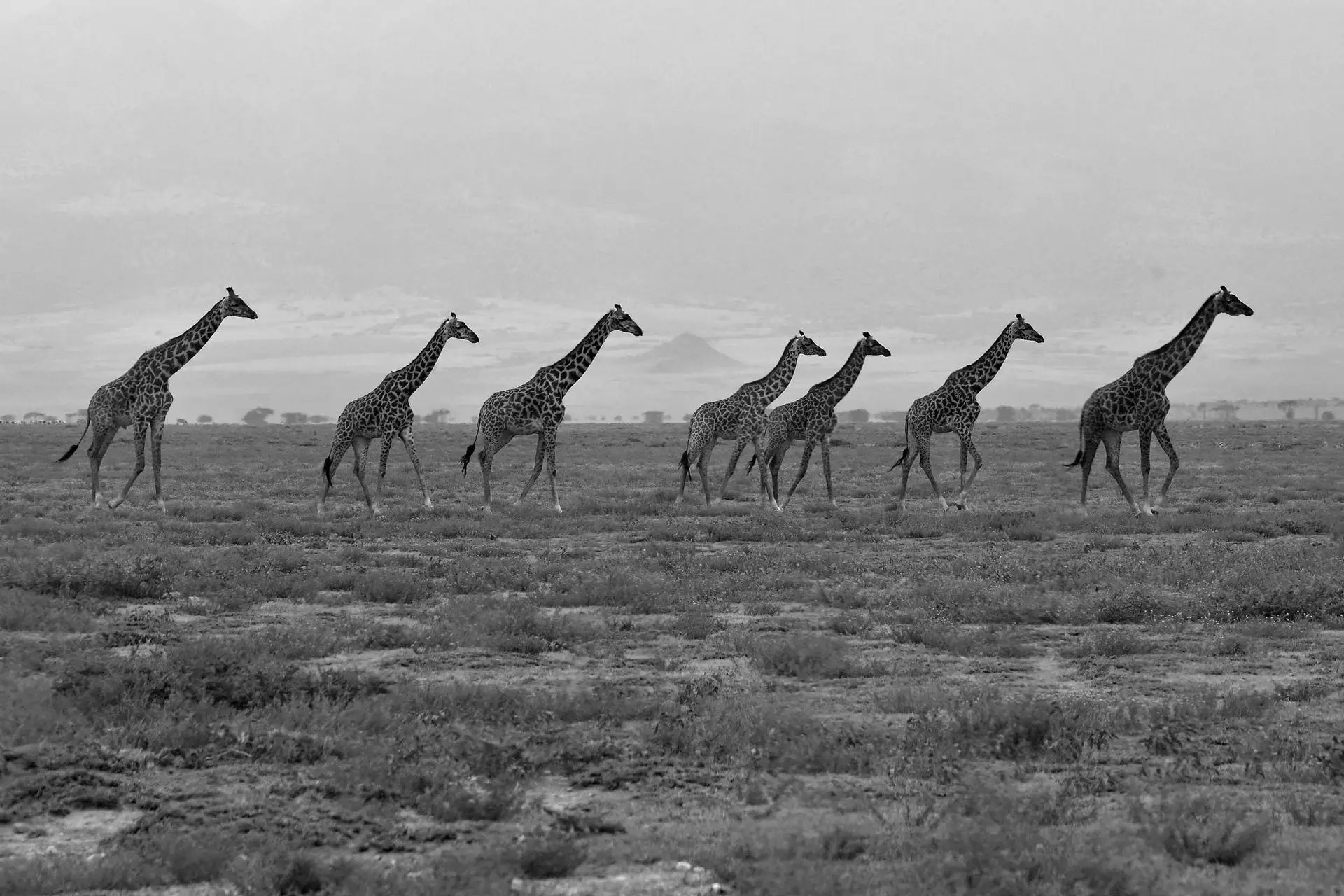 giraffes-tanzania-jadore-safaris