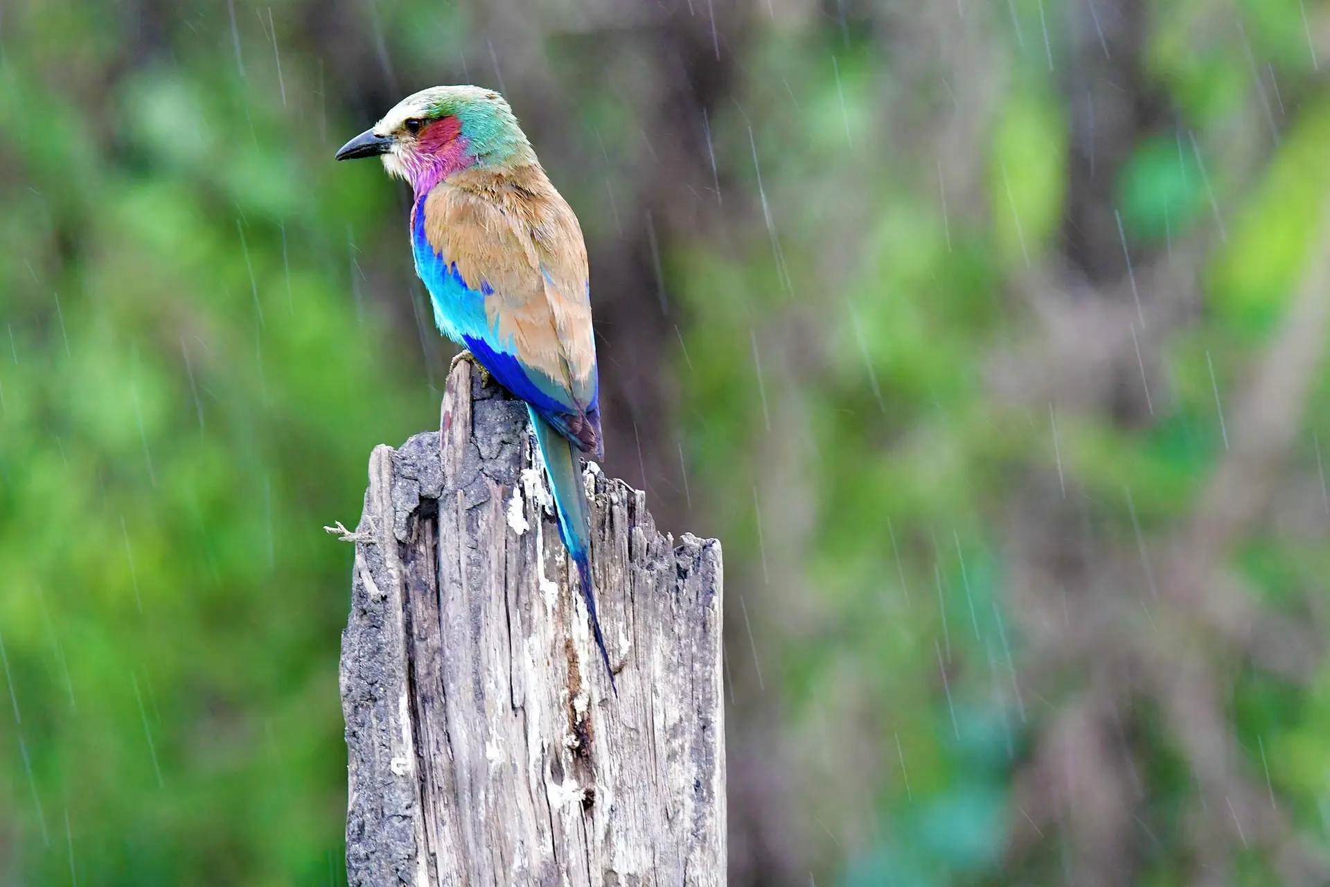 tarangire-tanzania-jadore-safaris