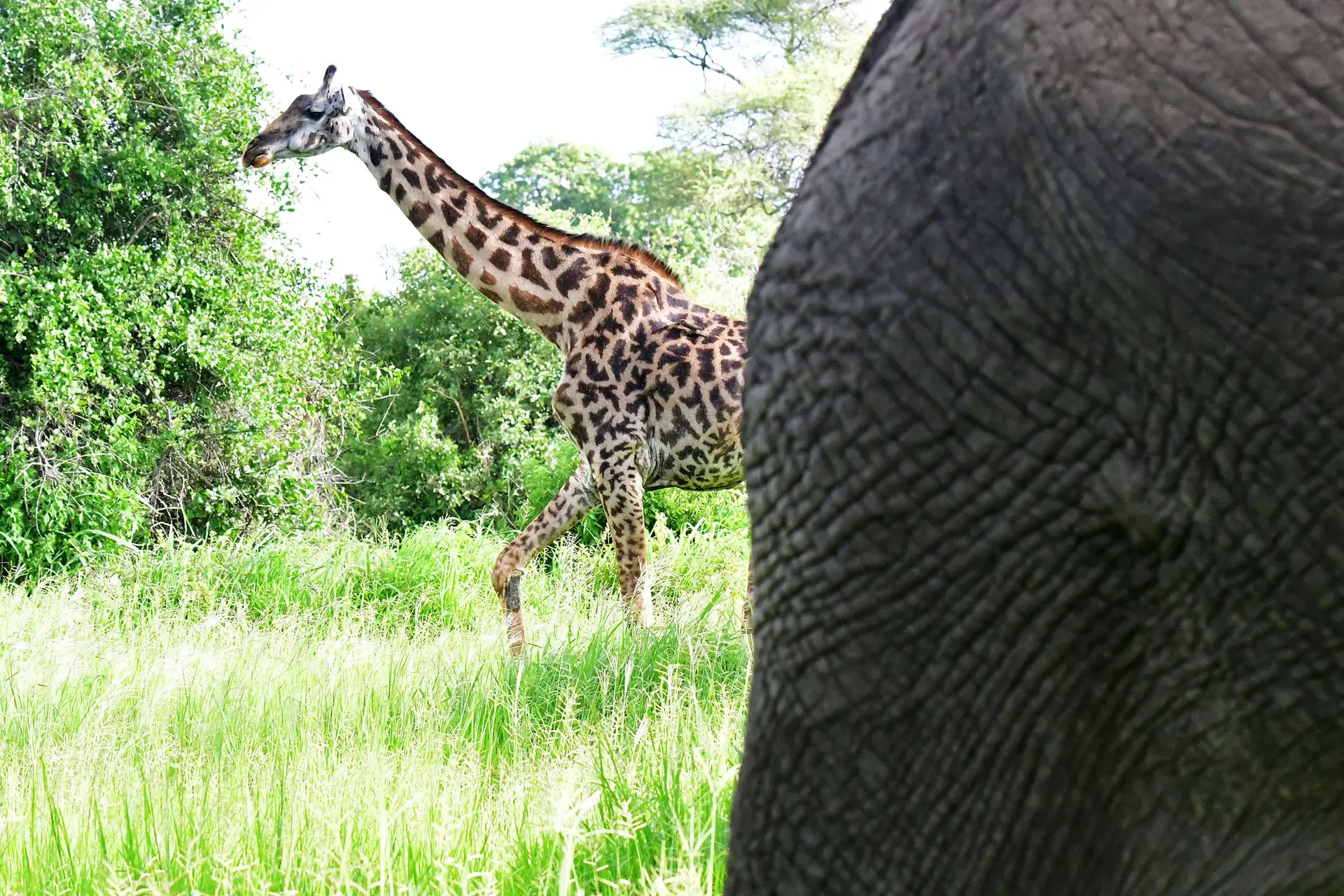 giraffe-tarangire-tanzania-jadore-safaris