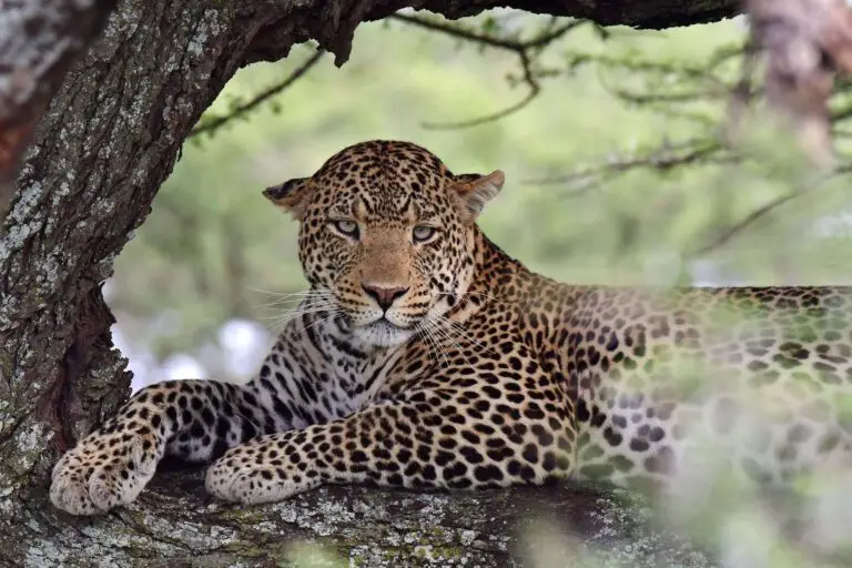 leopard-serengeti-tanzania-jadore-safaris