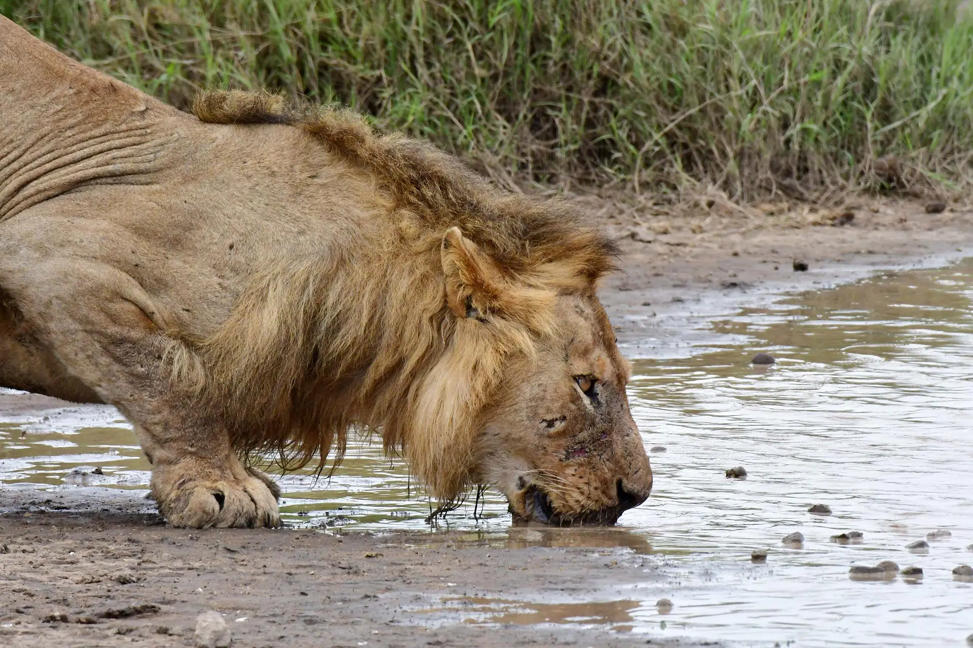 lion-serengeti-tanania-jadore-safaris