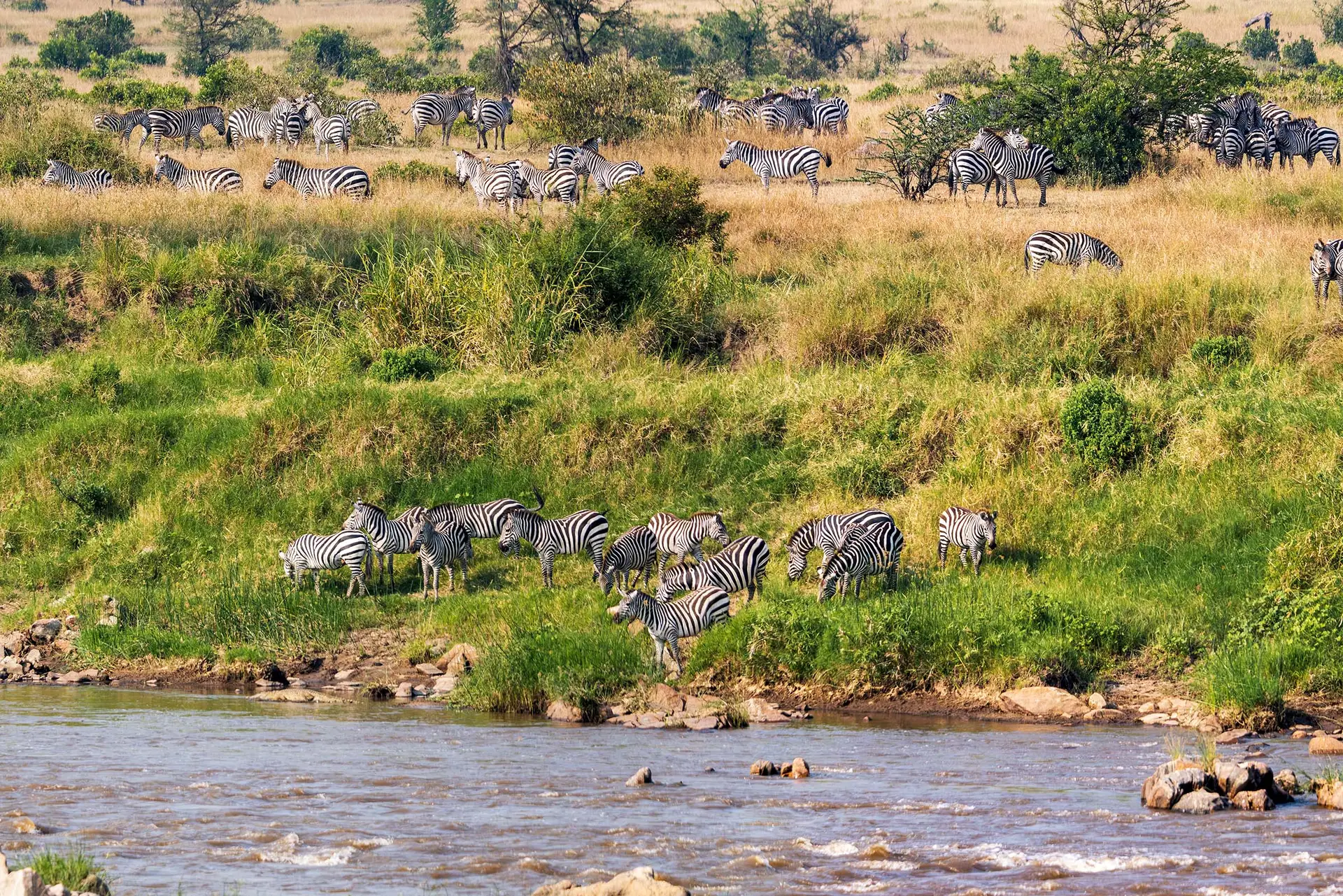 Serengeti-Mara-river-tanzania-jadore-safaris