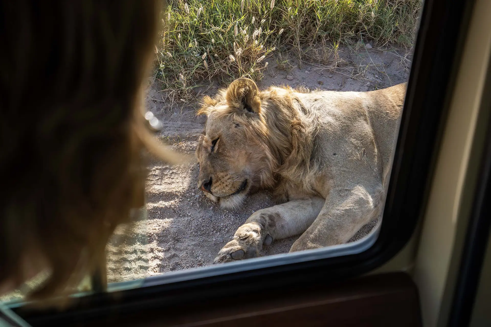 lion-serengeti-tanzania-jadore-safaris