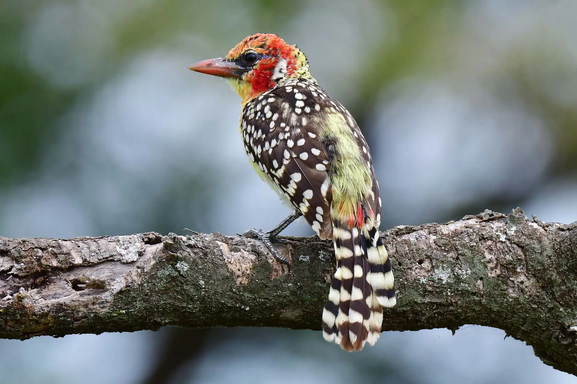 yellow-red-barbet-tarangire-tanzania-jadore-safaris