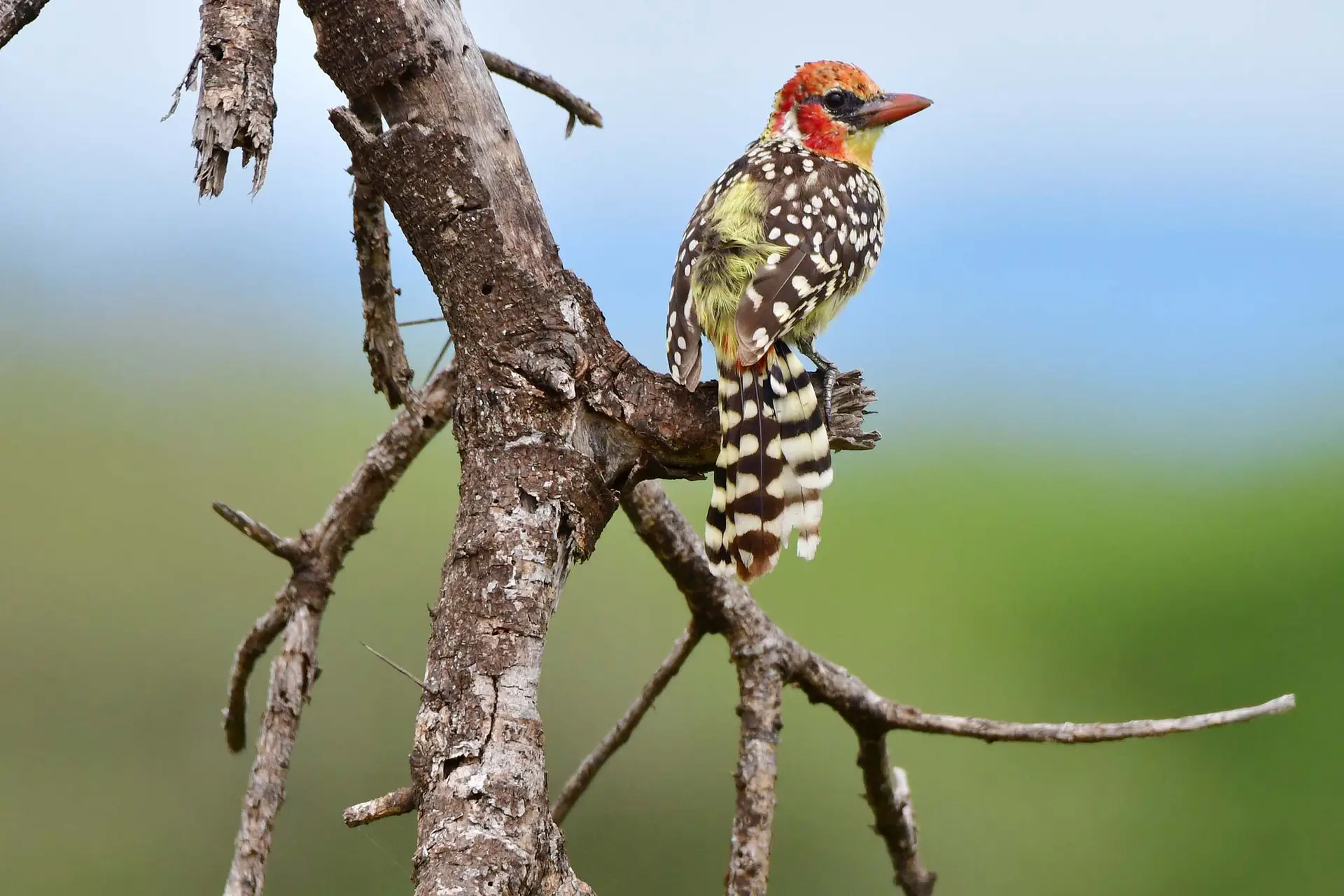 vuurkopbaardvogel-tarangire-tanzania-jadore-safaris