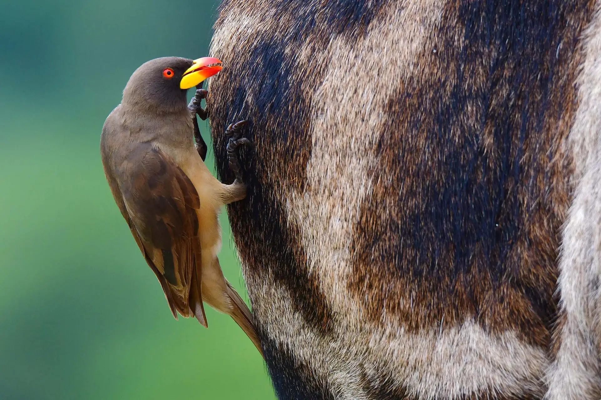 ossepecker-tarangire-tanzania-jadore-safaris