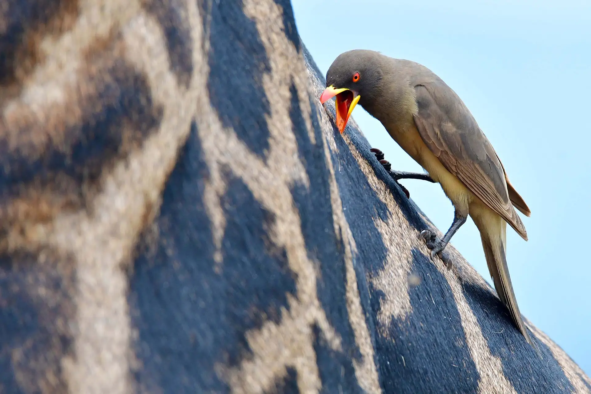 ospecker-tarangire-tanzania-jadore-safaris