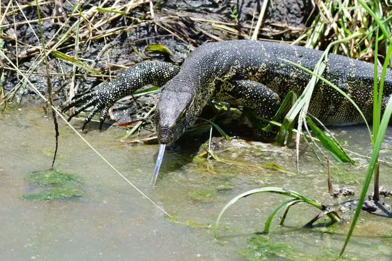 monitor-lizart-tarangire-jadore-safaris-tanzania