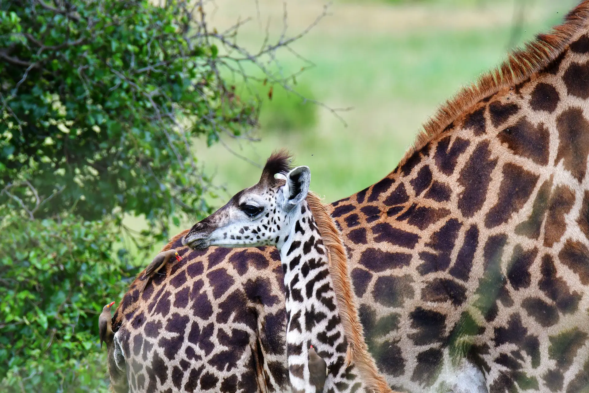 giraffe-tarangire-tanzania-jadore-safaris