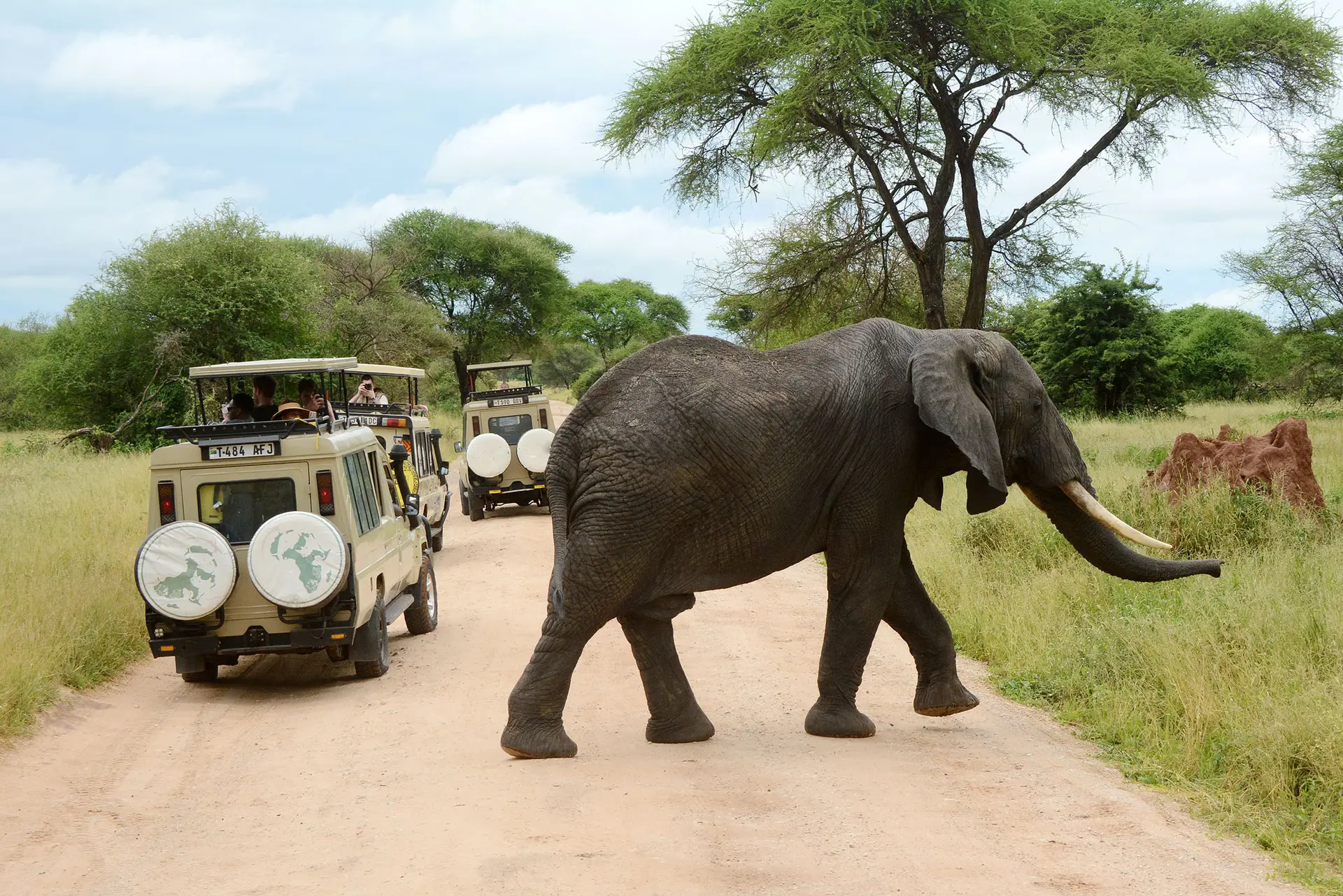 elephant-tarangire-tanzania-jadore-safaris