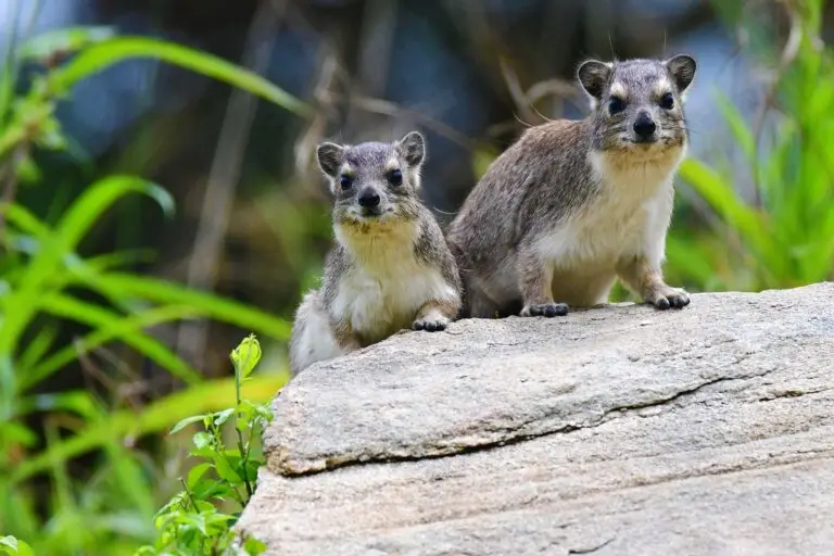 rock-hyraxx-tarangire-tanzania-jadore-safaris