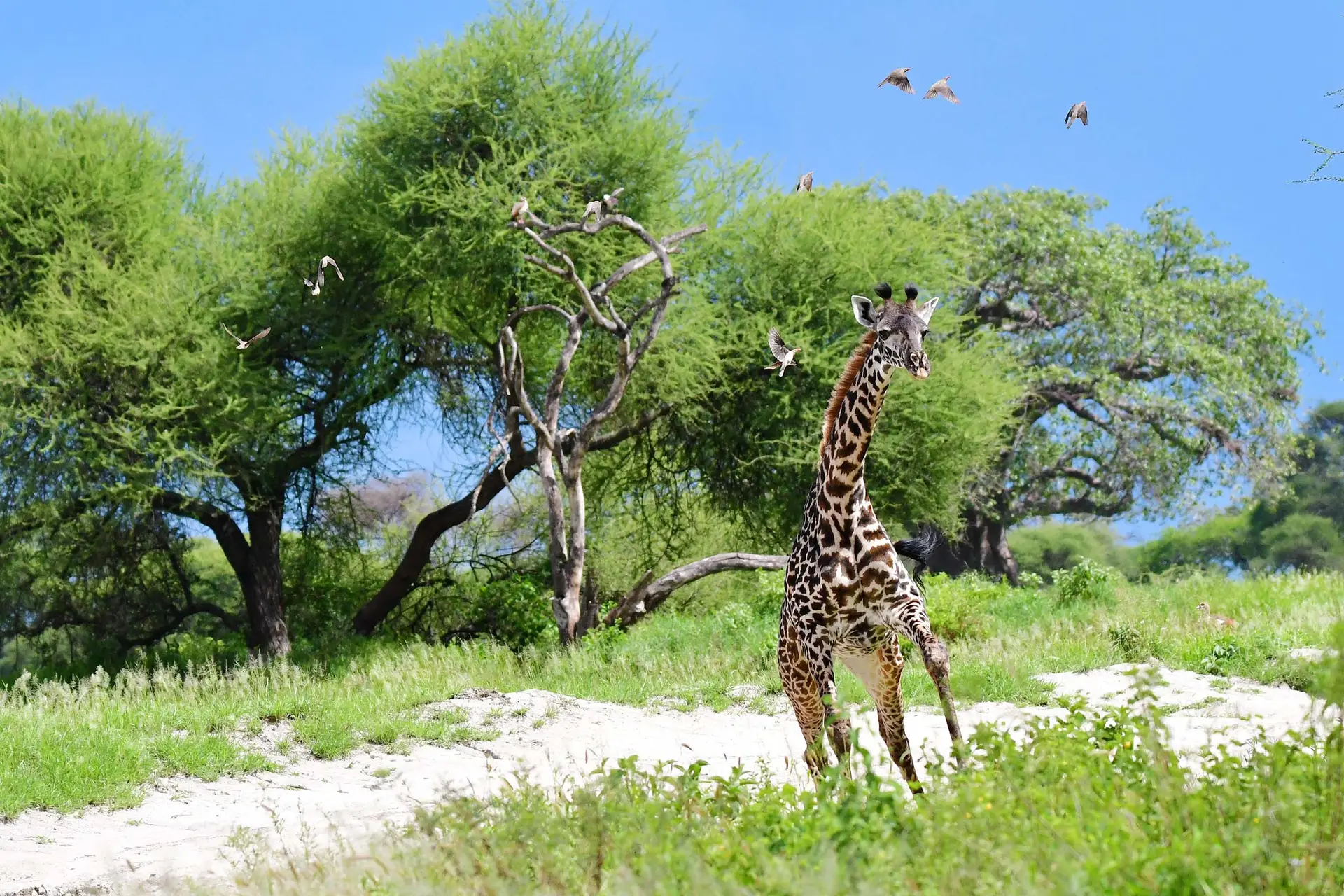 giraffe-tanzania-jadore-safaris-tarangire