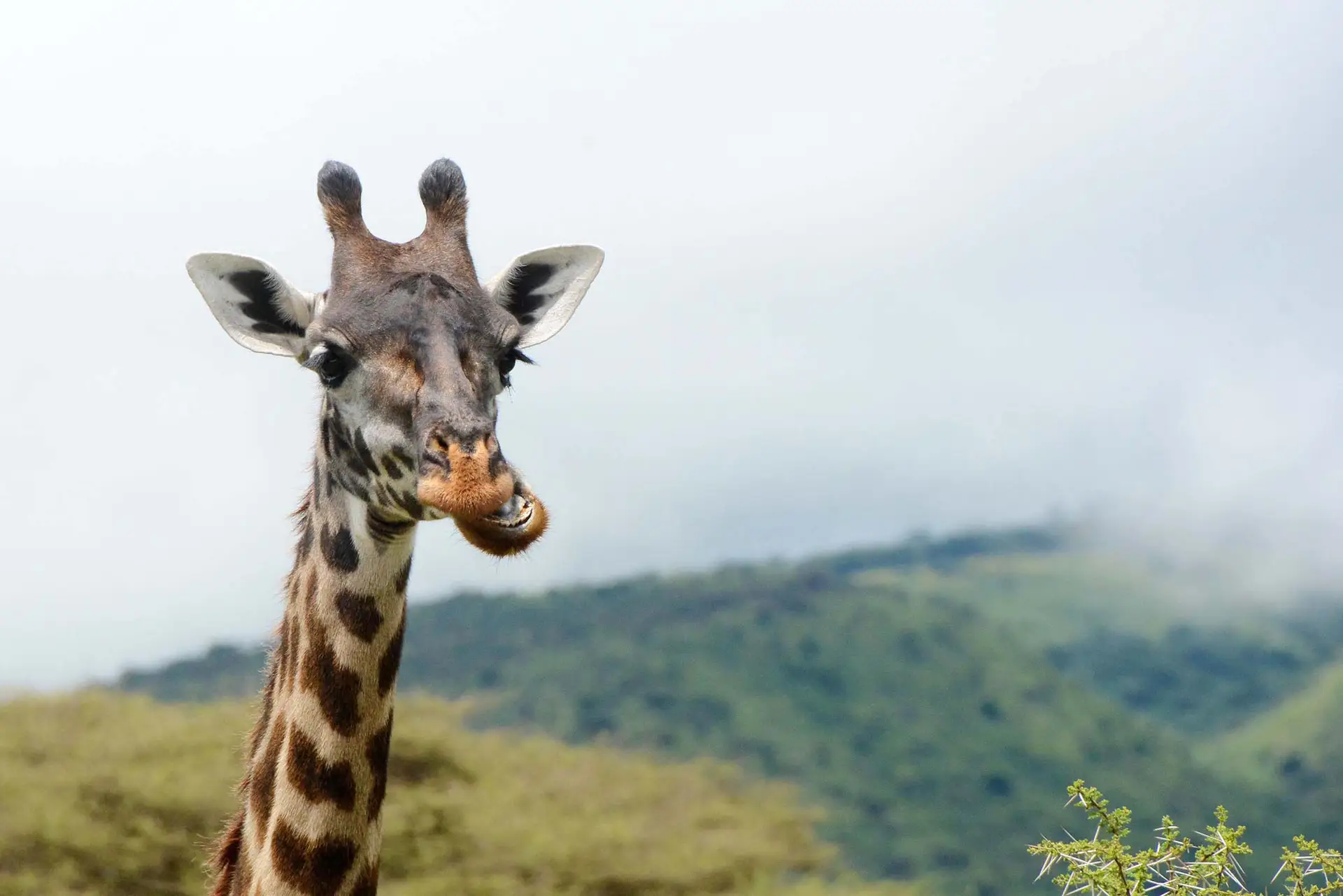 giraffe-tanzania-jadore-safaris