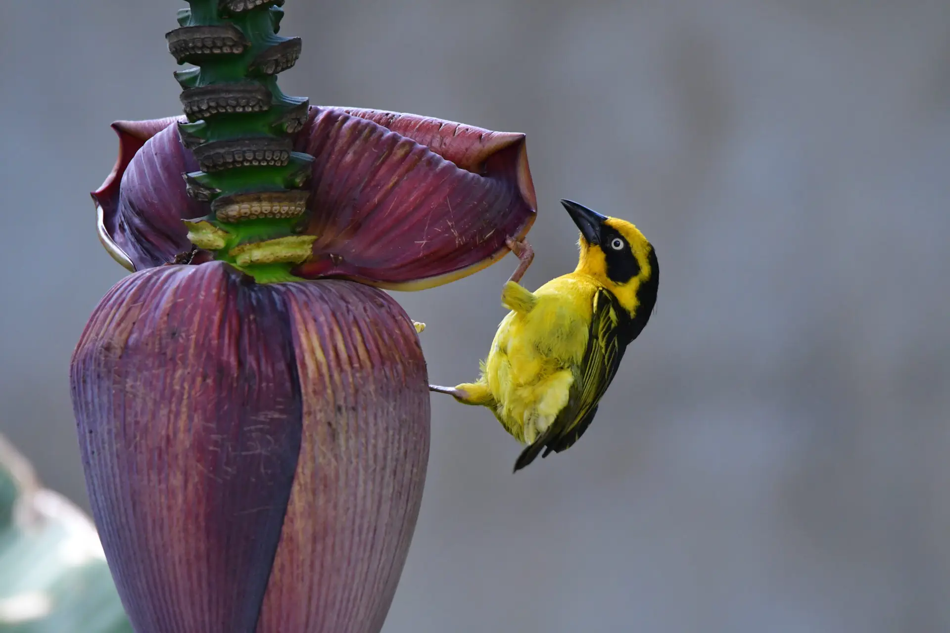 weaver-tanzania-jadore-safaris