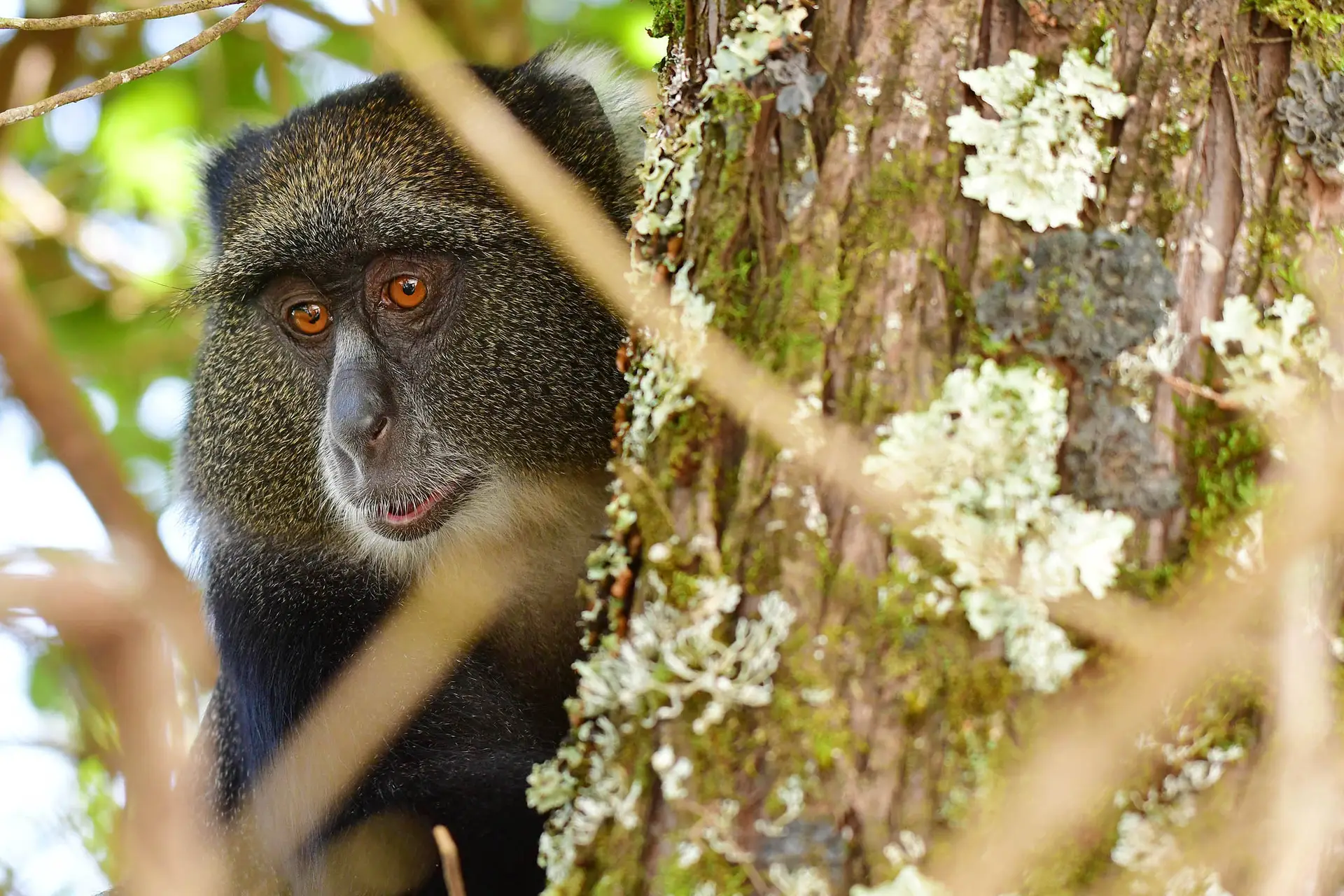 blue-monkey-arusha-national-park-tanzania