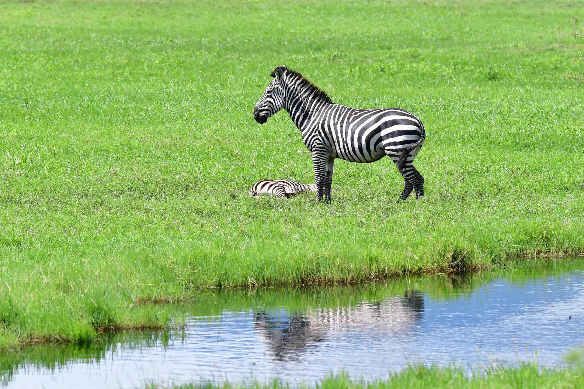 zebra-arusha-national-park-tanzania-jadore-safaris